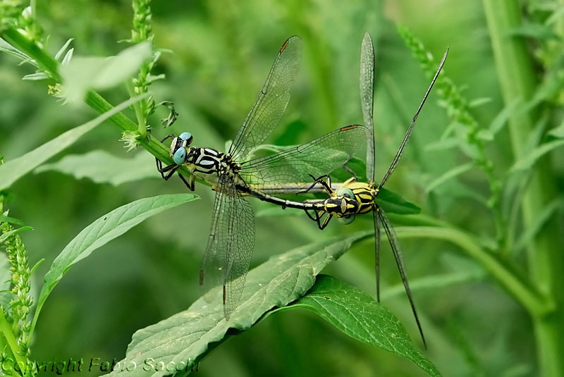 Gomphus flavipes